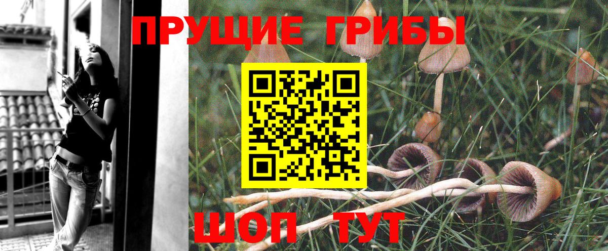 Галлюциногенные грибы GOLDEN TEACHER Саки